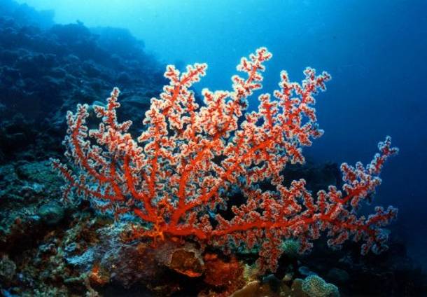 Κοράλλια - Coral stuff